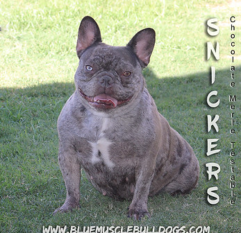 snickers nice pose for site.jpg