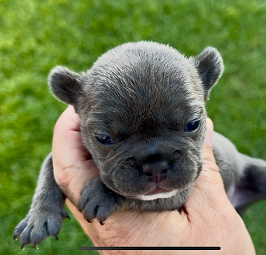 malibu blue female.jpg