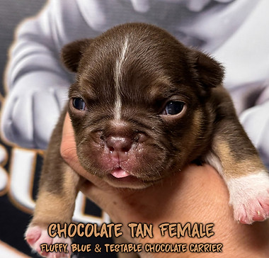 chcocolate tan female face.jpg