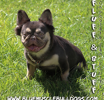 fluff n stuff banner 2025.jpg