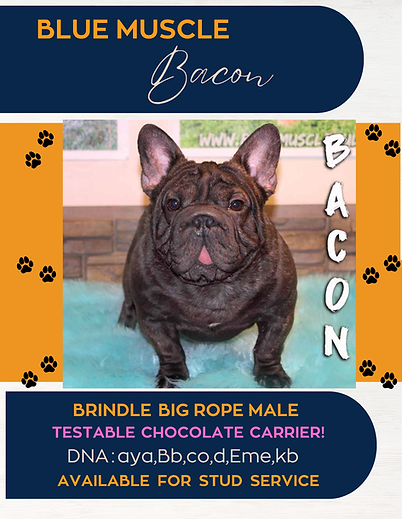FRENCH BULLDOG bacon brindle big rope male  .png
