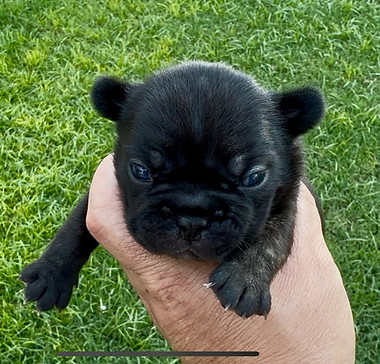malibu black female.jpg