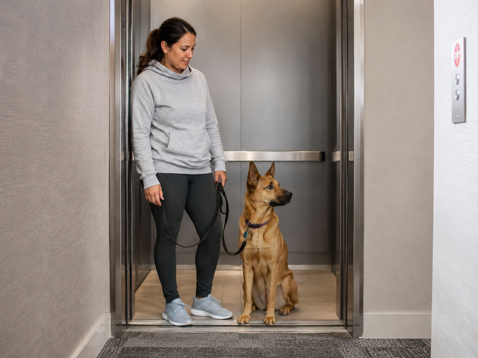 A dog training with San Diego Dog Training