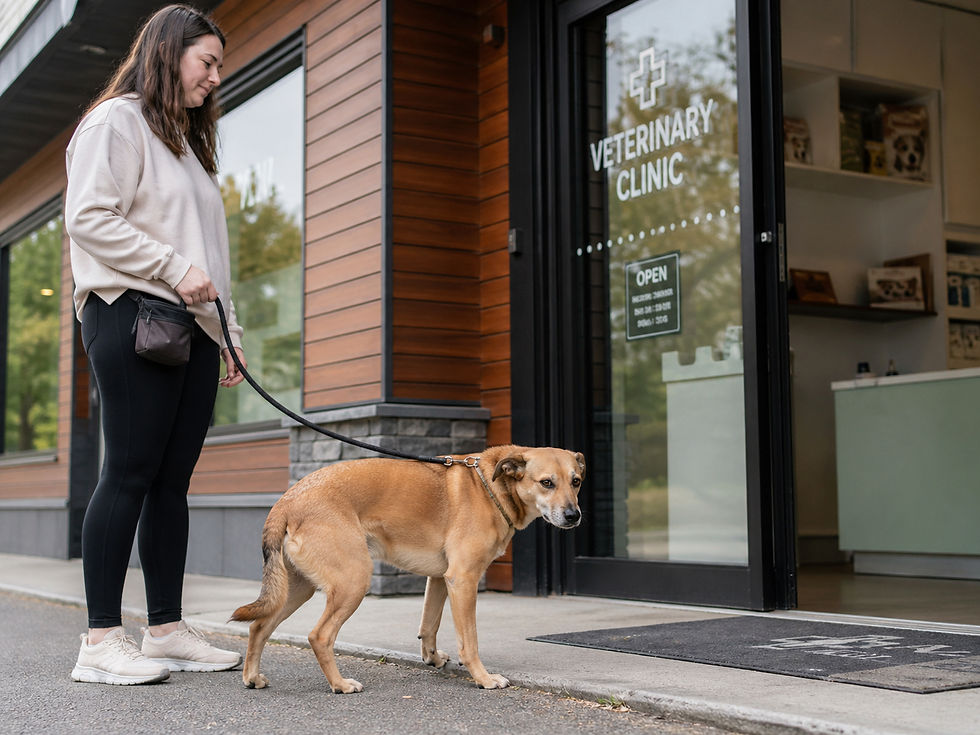 How to Prepare Your Dog for Vet Visits Without Creating More Fear