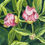 Thumbnail: Spring Buds
