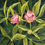 Thumbnail: Spring Buds