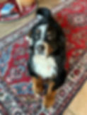 IMG_3523.jpeg