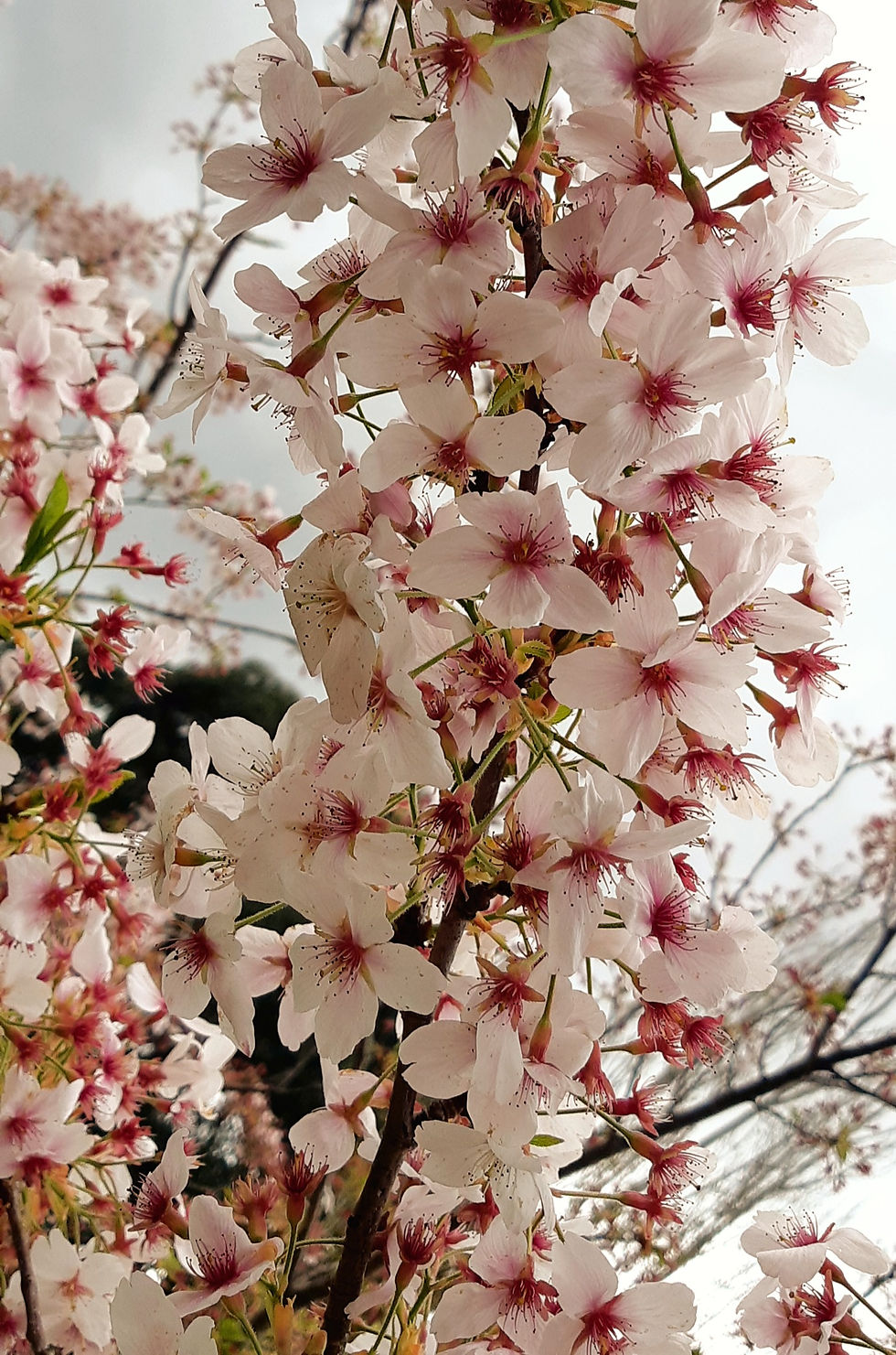 Thumbnail: Yoshino - Standard