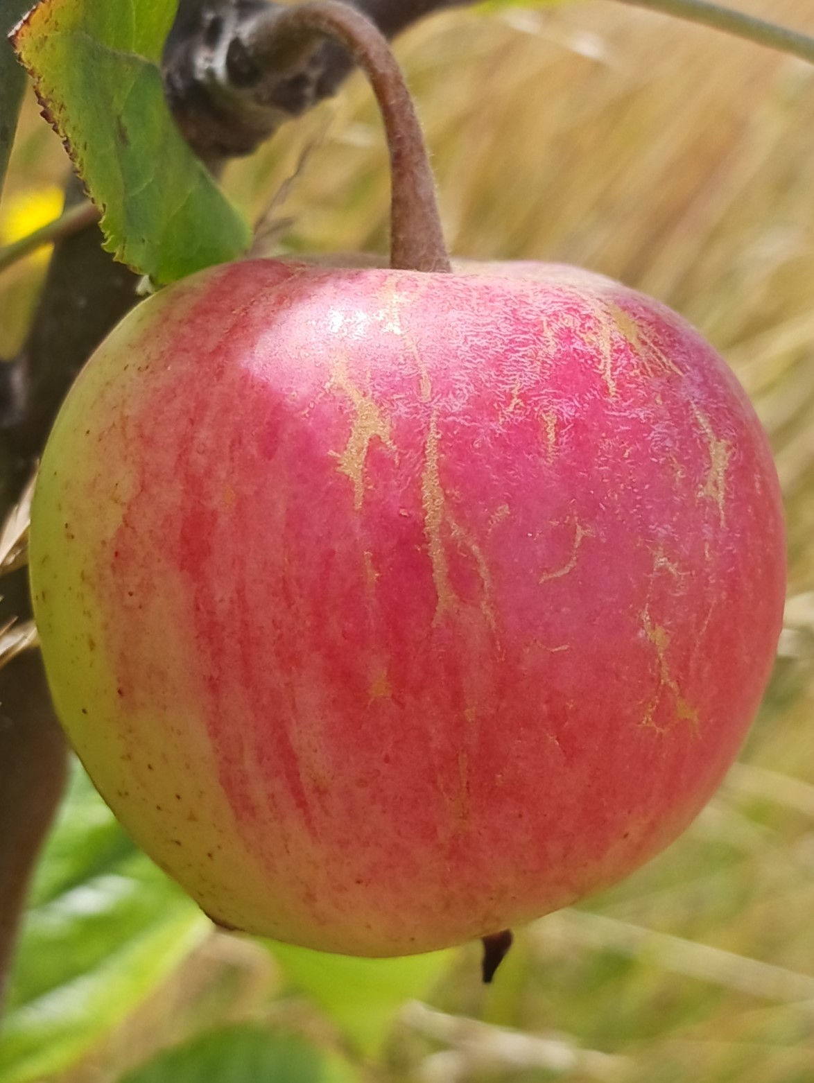 Improved Fox Whelp Scion