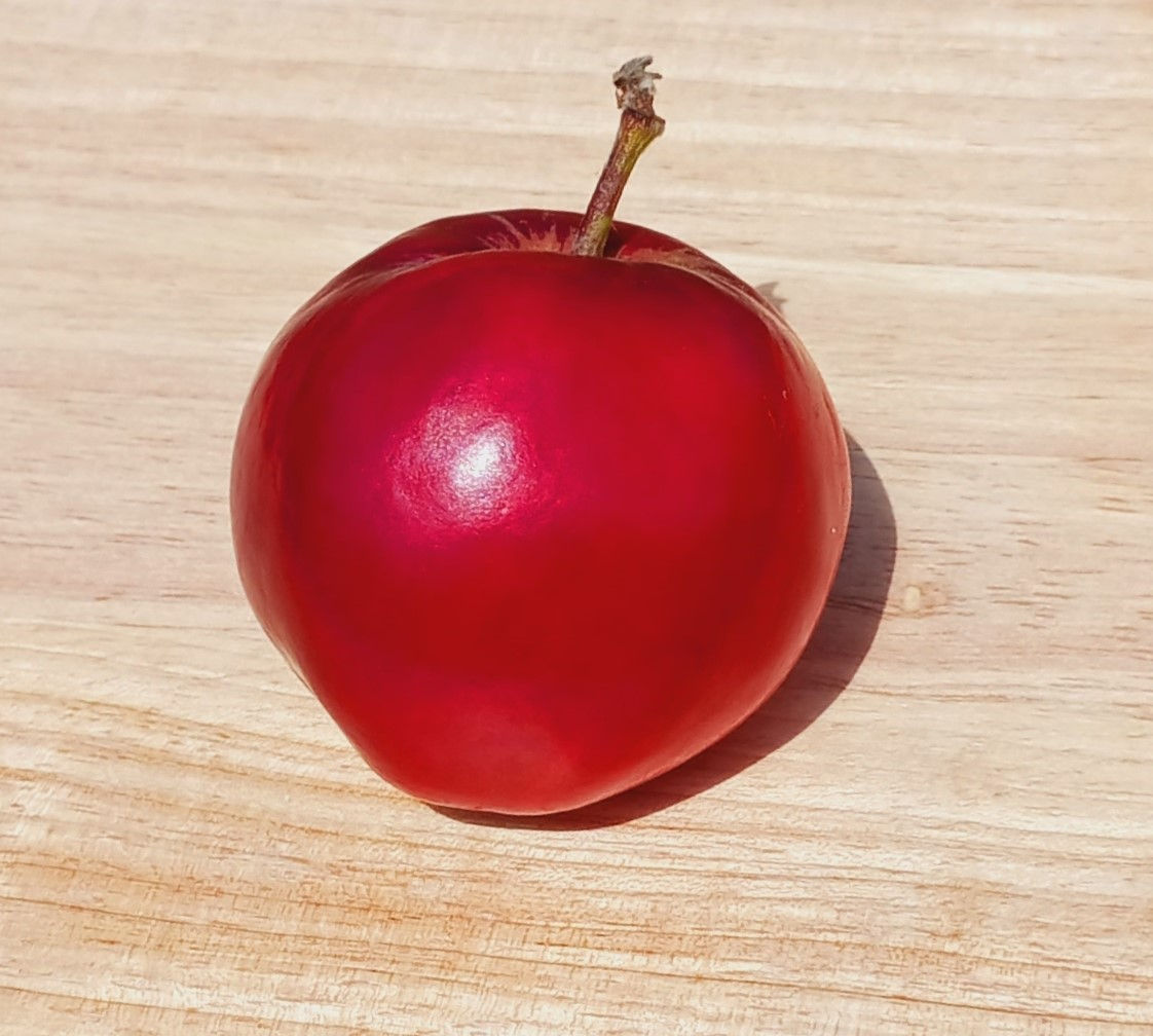 Tydeman’s Early Worcester Scion