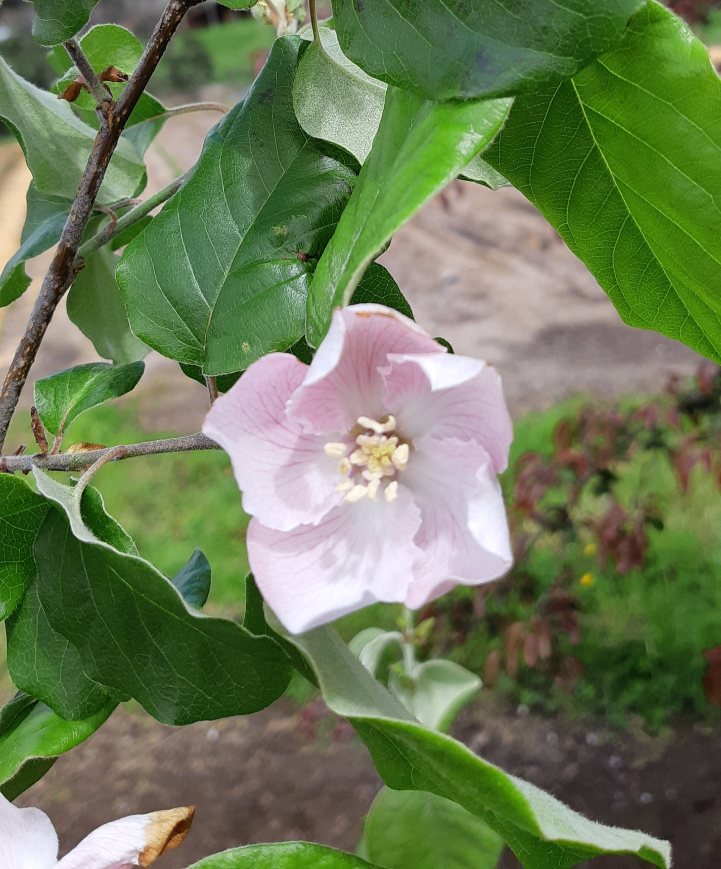 Champion Quince Tree