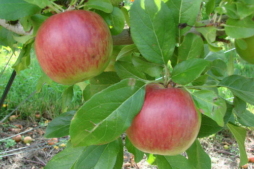 Crofton | Maple Grove Nurseryhttps://static.wixstatic.com/media/db20eb ...