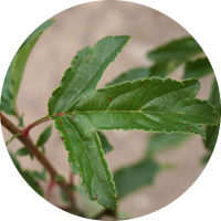 Thumbnail: Schmidtcutleaf