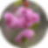 Cheals Weeping Cherry