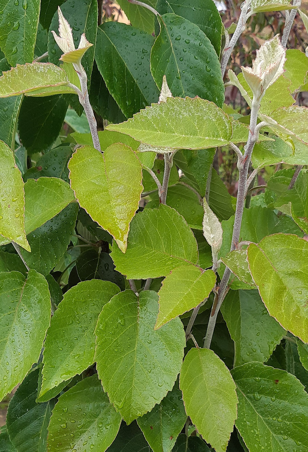 Thumbnail: Tschonoskii has silvery new foliage that adds colour contrast to the garden and a gives this tree a soft and delicate effect