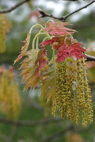 Oak_קלפי פרחי באך-גלגל.jpg