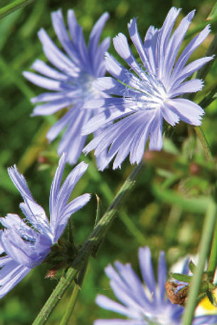 Chicory_קלפי פרחי באך -גלגל.jpg
