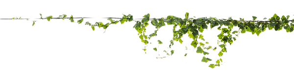 Plants ivy_edited_edited_edited.png