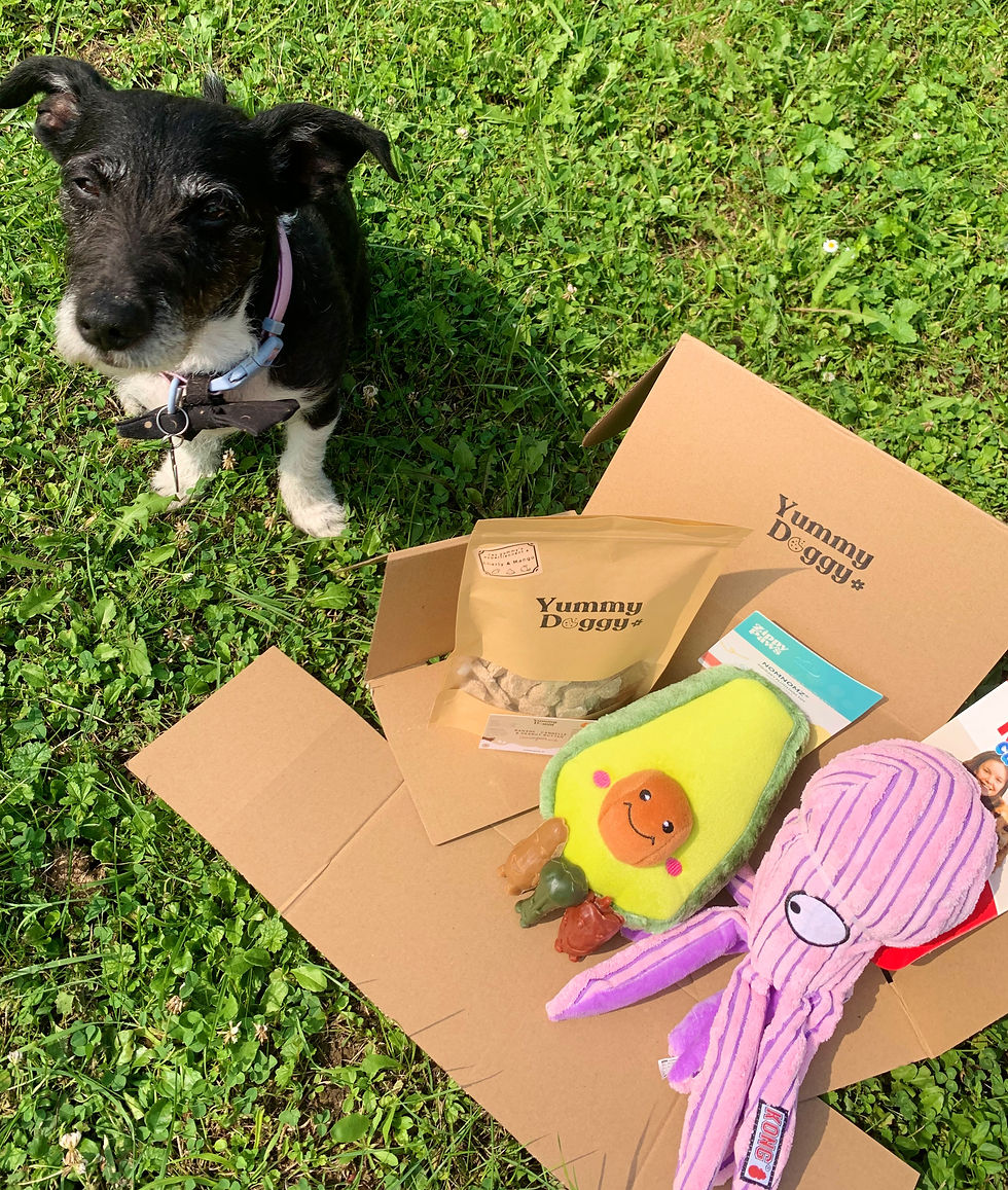 Miniature : Doggy'box -  Jouets, friandises & accessoires  🍭🧸