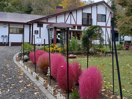 コキアが赤くなりました