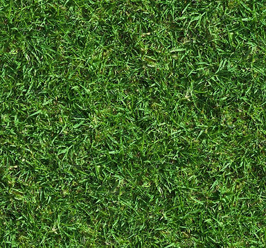 grass texture.jpg