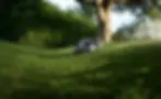 robot lawn mower cutting a lawn