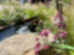 burgundy perennial flowers with soft ornamental grass and a rough natural stone, infront of a water feature with rill surrounded by colourful planting