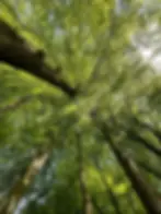 trees 2.webp
