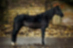 Thumbnail: TTR Dobbin's Blue Satin - One dose of frozen semen ex Stallion AI