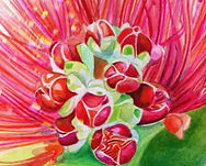 red-flower-ohia-lehua-beach-towels_edite