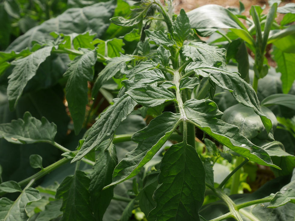 tomate choux salade