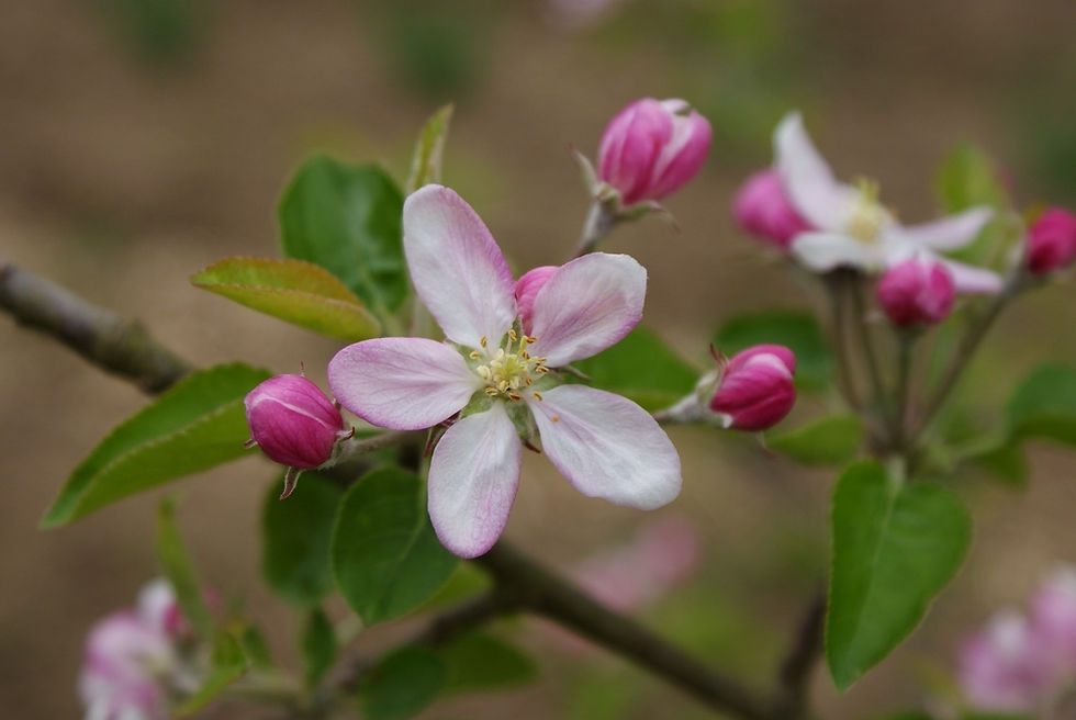 fleur de pommier