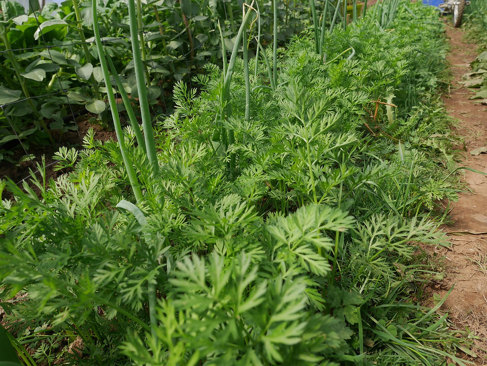 carottes oignons