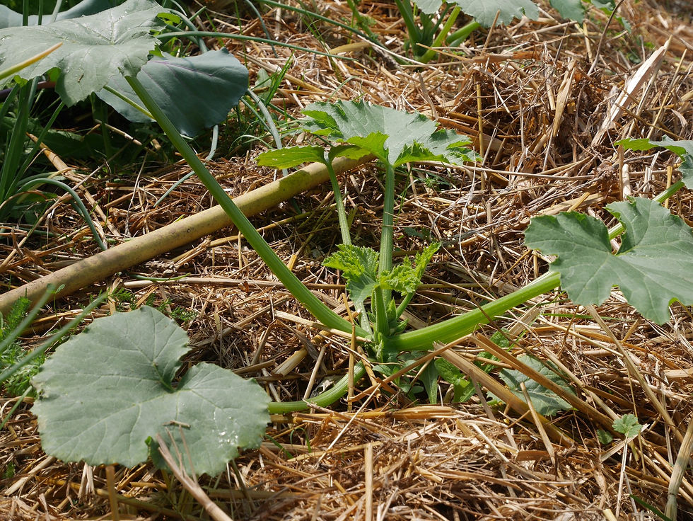 courgette de mai