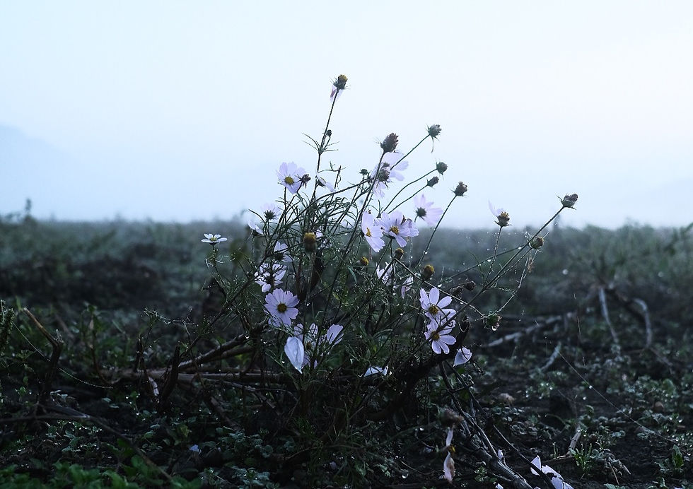 BD0AE43E-504A-4C59-8D7E-D0A9E6D9F7EA-151