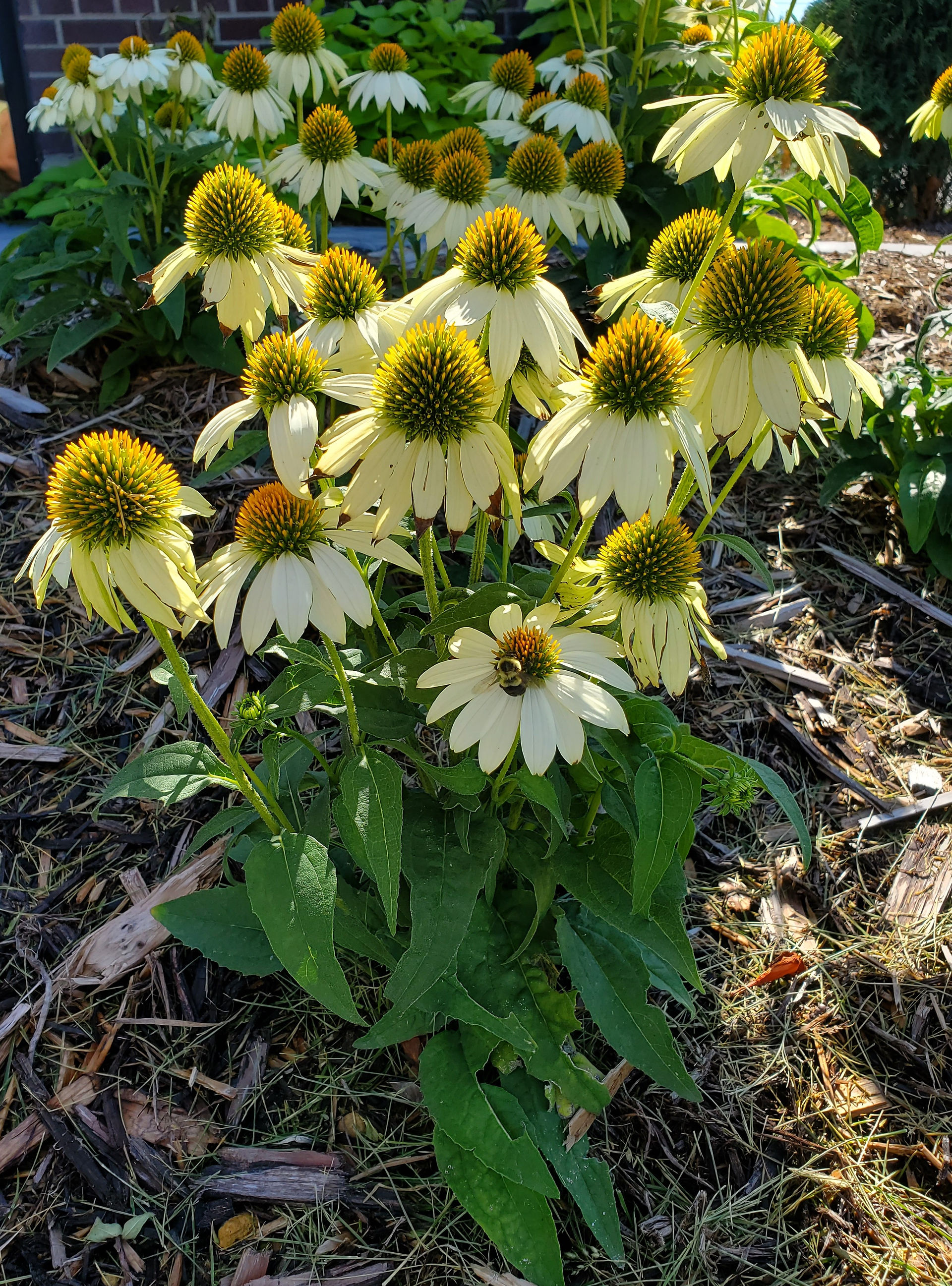 Bee on a PowWow White echinacea in an East Metro Twin Cities Minnesota garden.