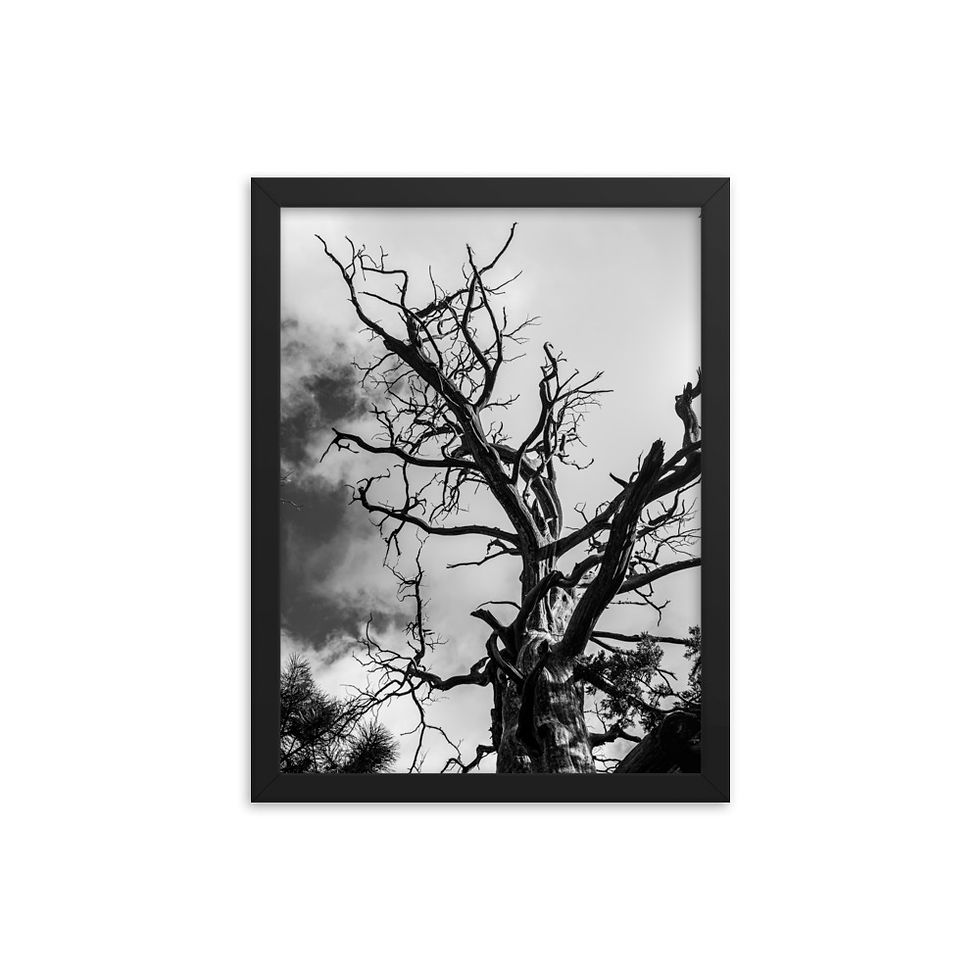 Thumbnail: "Twists of Life" Framed Photo
