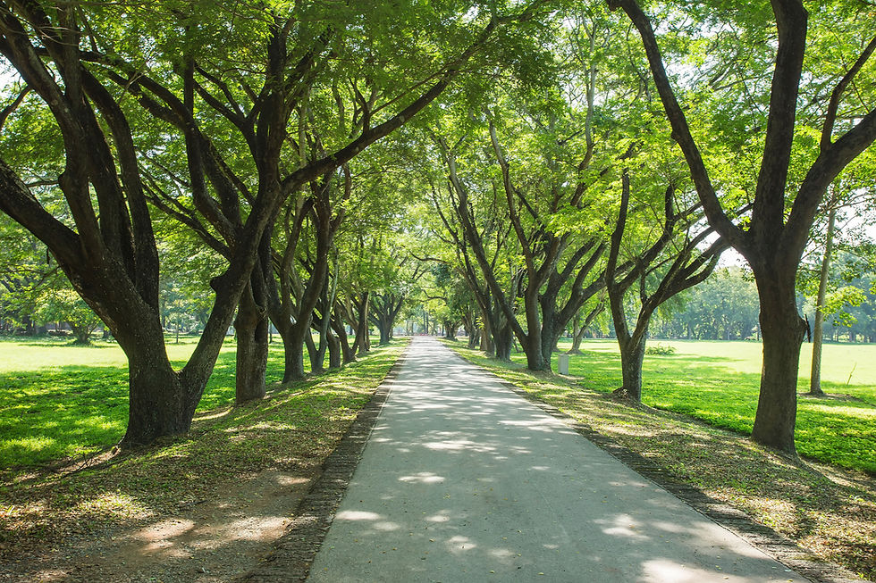 Explore the scenic trails around Cardiff and enjoy a leisurely walk amidst lush greenery, trees, and nature, highlighting the serene outdoor experience away from the city.