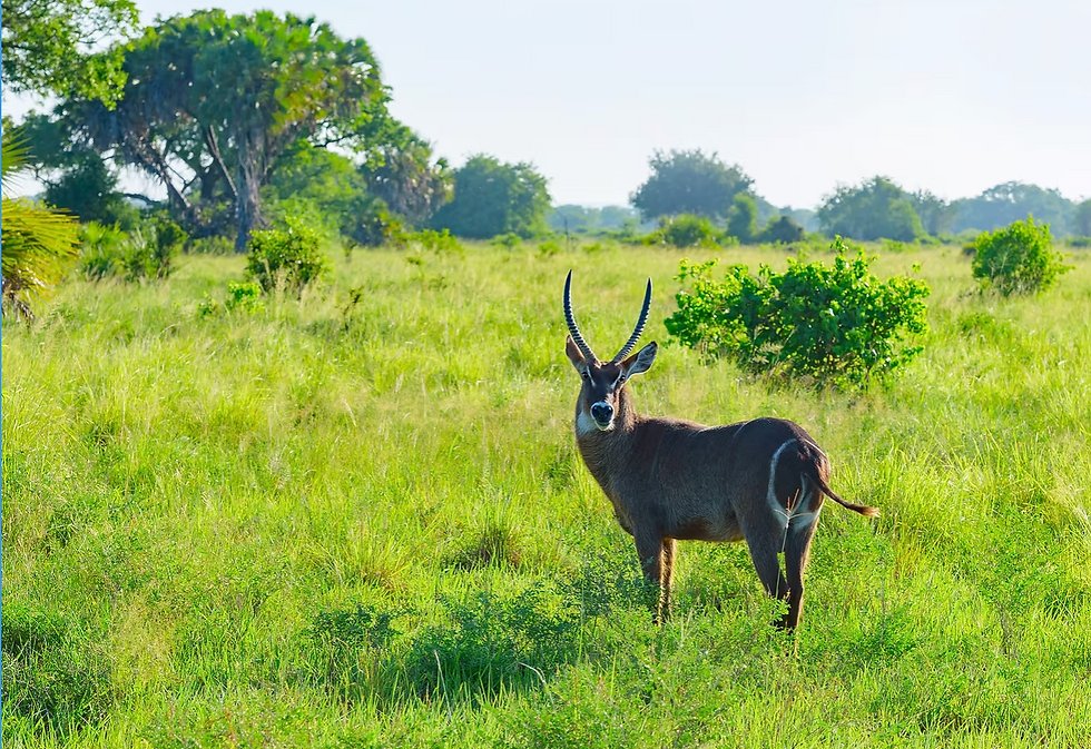 Dove andare a luglio: 4 destinazioni straordinarie tra natura, mare e safari