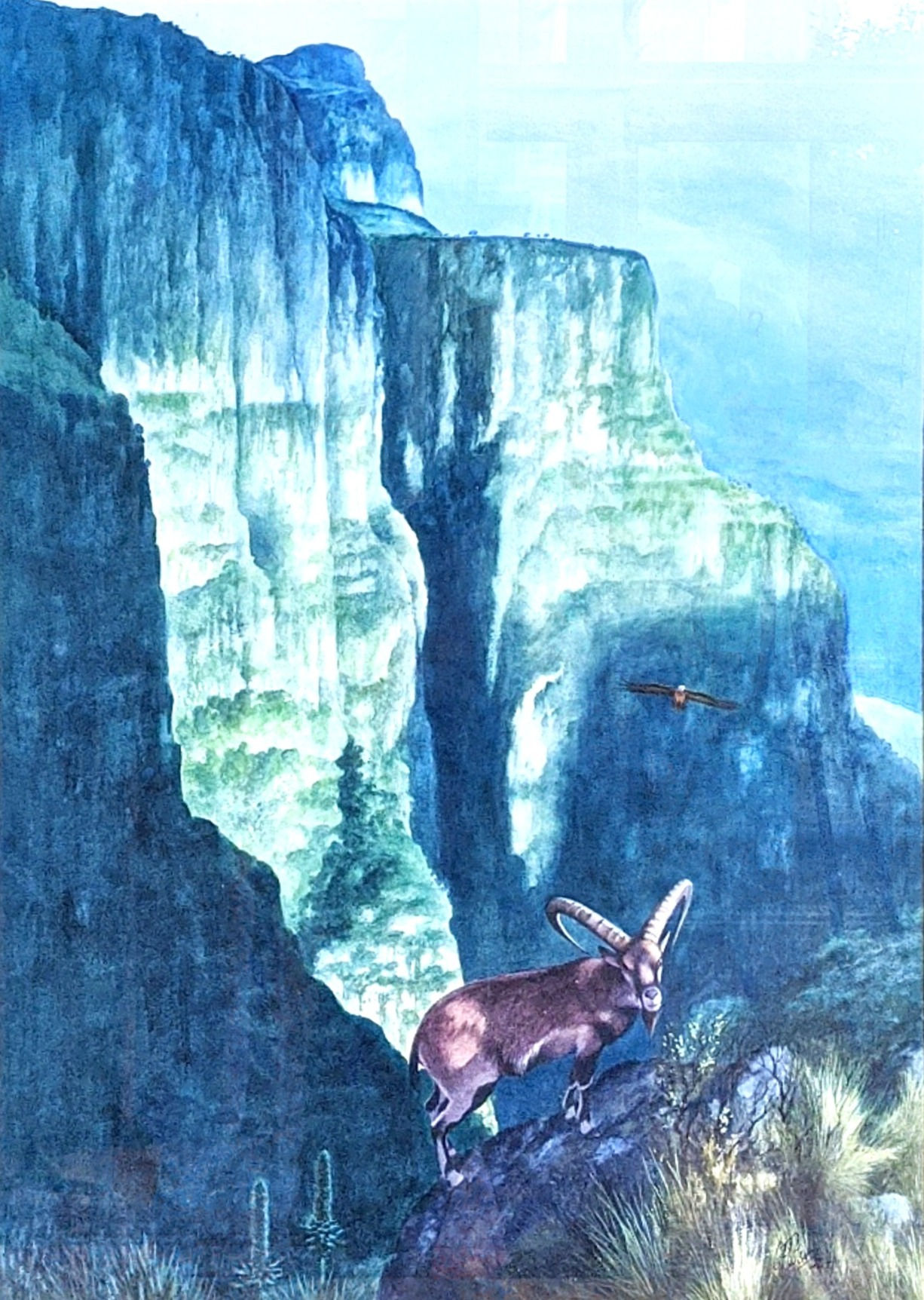 Simien Mountains and Walia Ibex