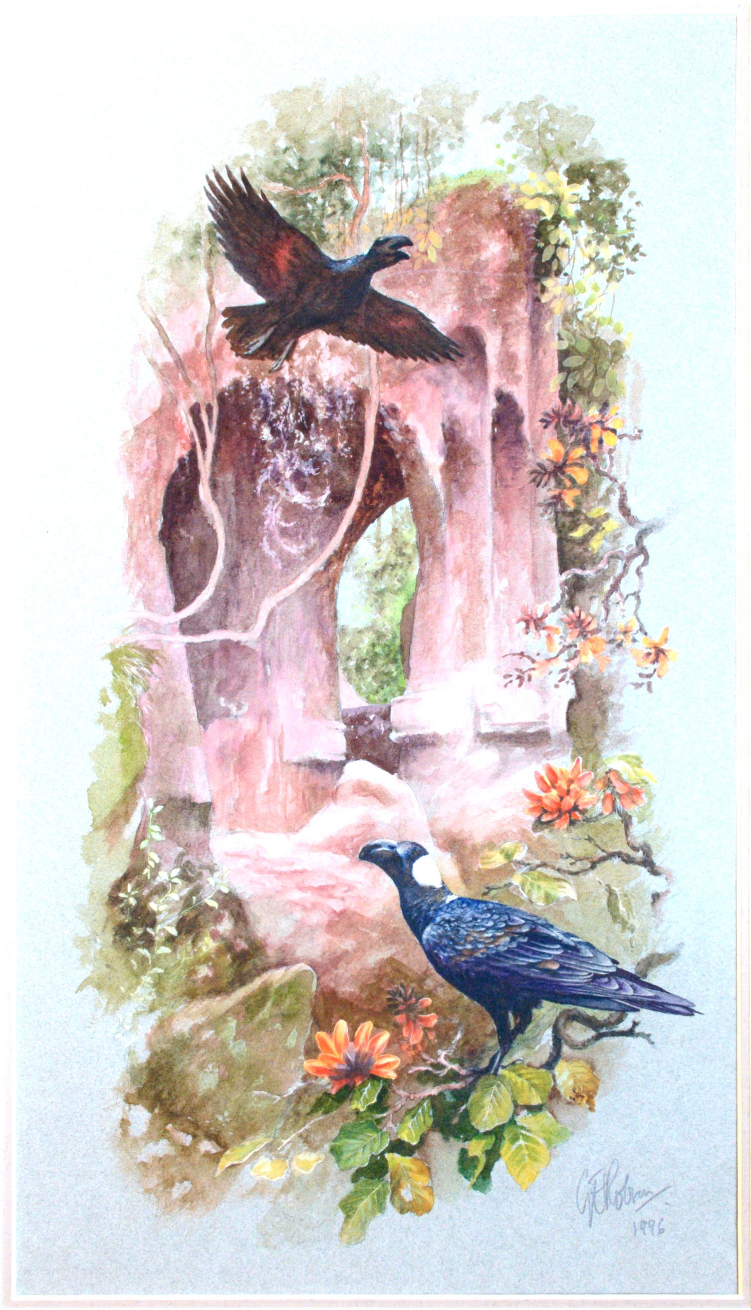 Thick-billed Raven - Corvus crassirostris