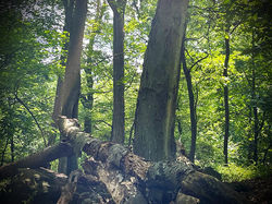 Trees-barky-branches