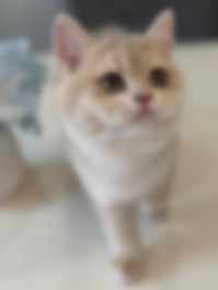 IMG_6965.jpeg