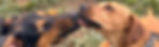 two pups_edited.jpg
