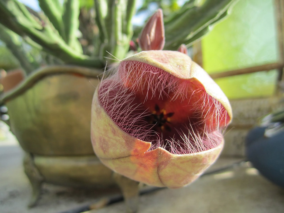 Thumbnail: Stapelia grandiflora Succulent
