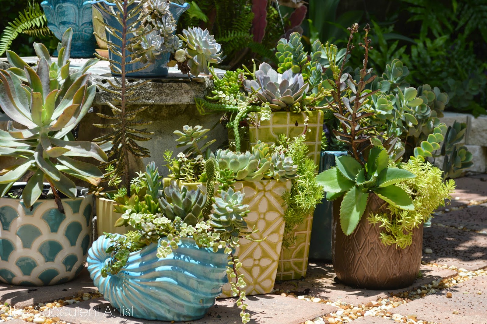 Succulents and Cacti Garden Design Portfolio