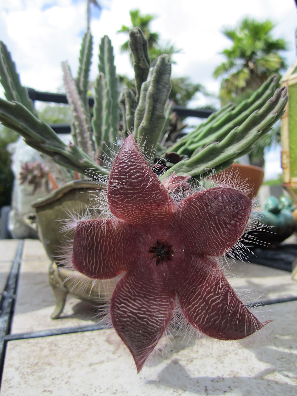 Thumbnail: Stapelia grandiflora Succulent