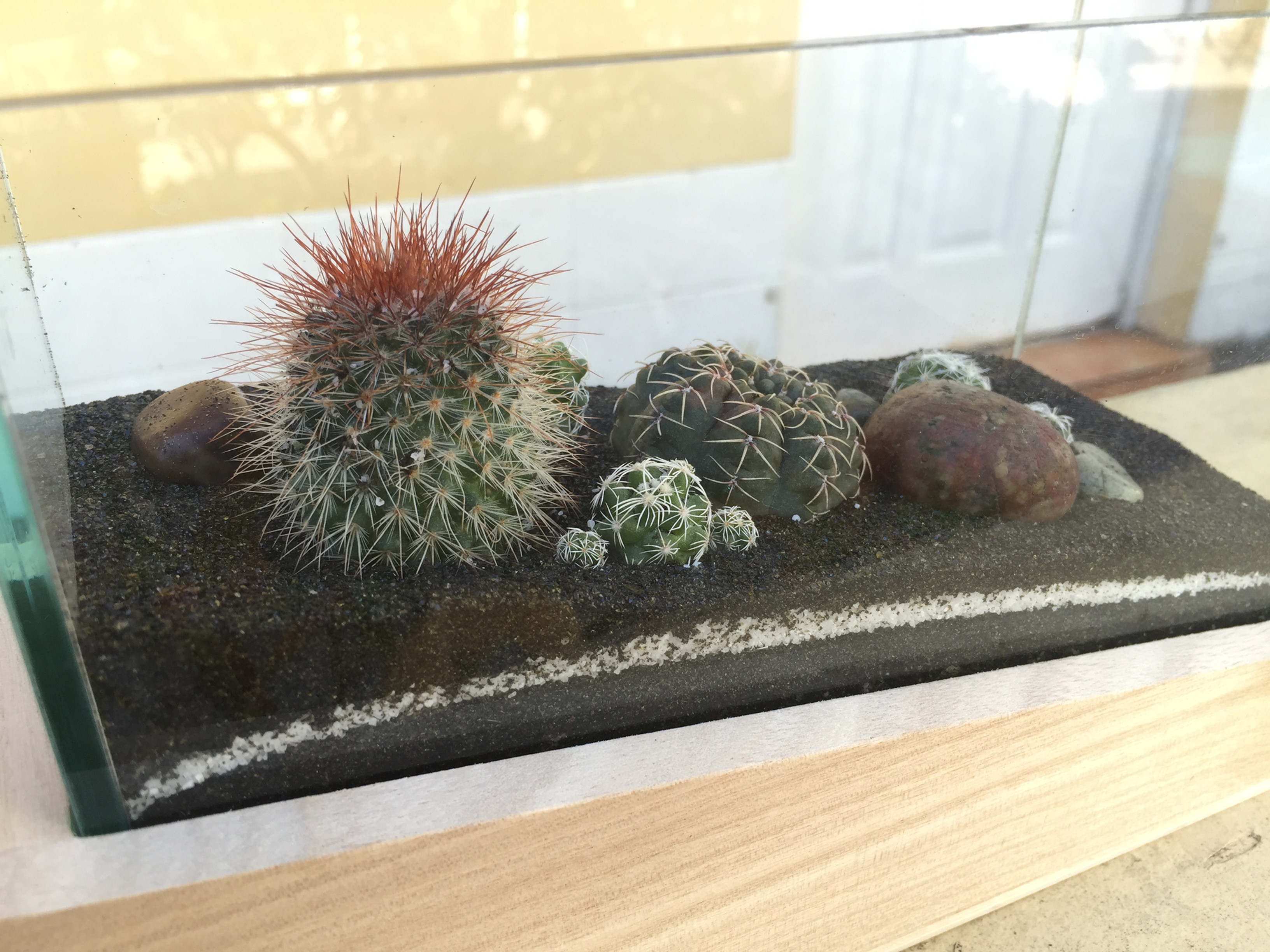 Wood and Glass Cactus Terrarium