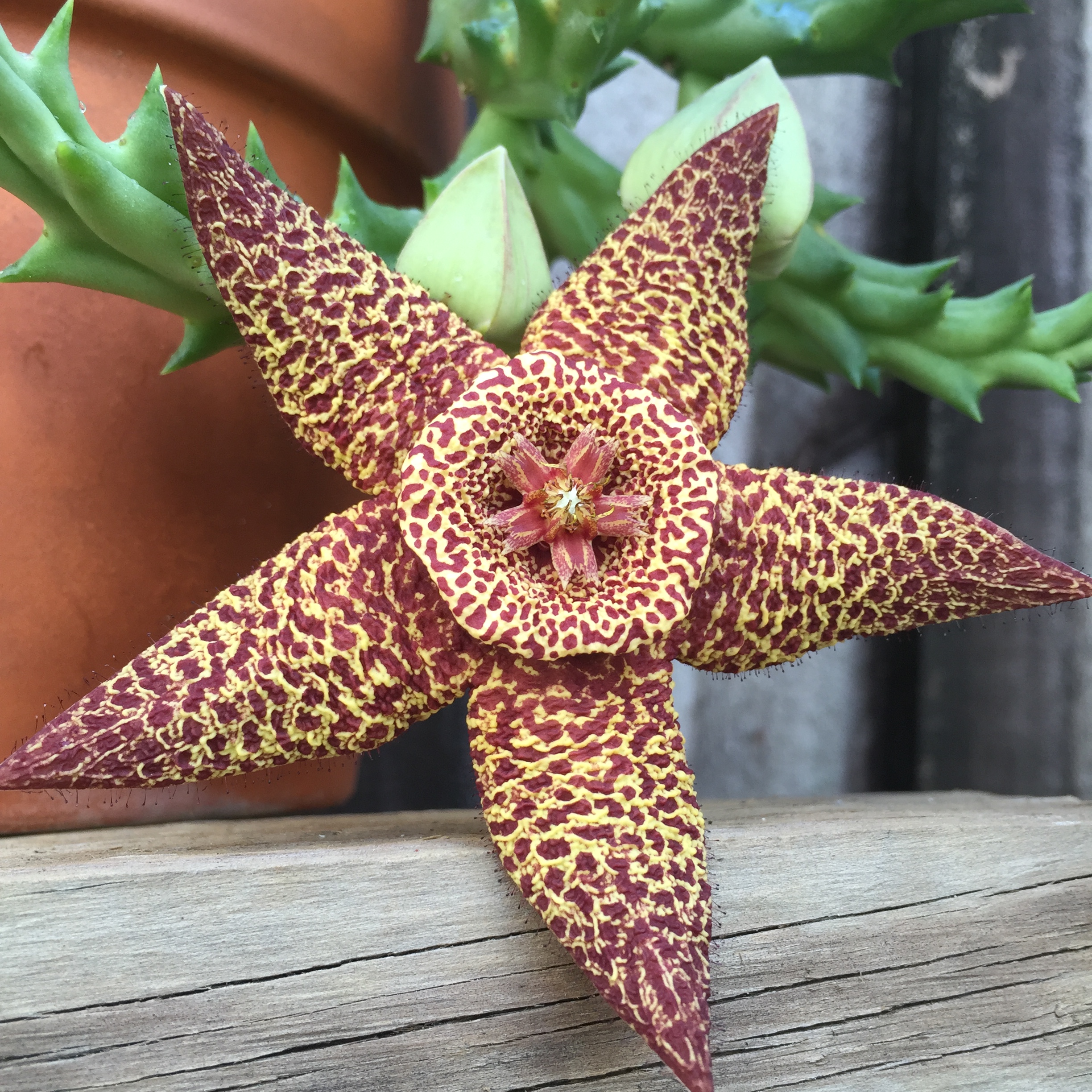 Miami Cactus and Succulent Planters