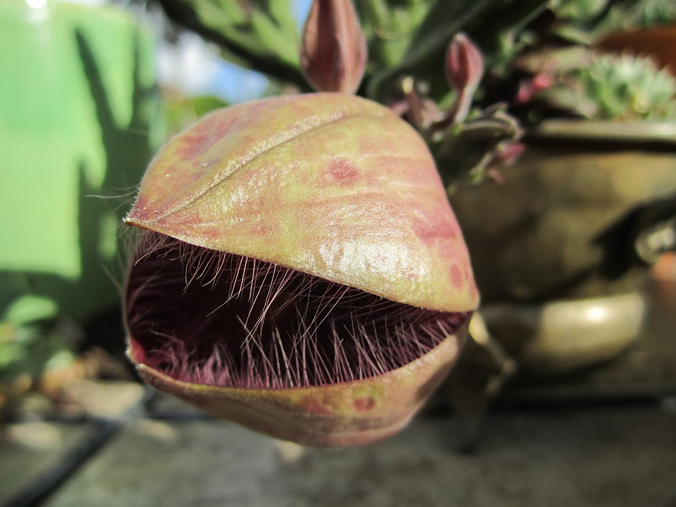 Thumbnail: Stapelia grandiflora Succulent